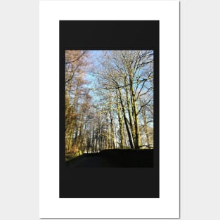 Trees in winter sunshine photograph Posters and Art